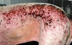 082225e6f78c527bea16d67299bc822b Шкірні захворювання у свиней та їх лікування: фото