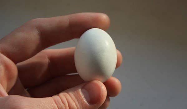 21dcb80ae2af7851f0e8bd810282de77 Інформація про те, коли і скільки днів голуби висиджують яйця і як вони виглядають
