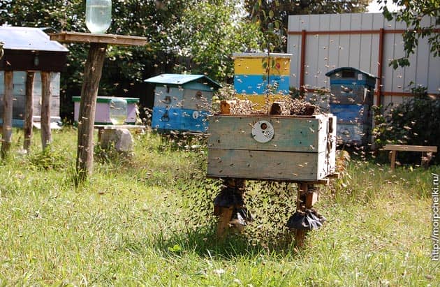 Ловим пчел воровок Ловим пчел воровок