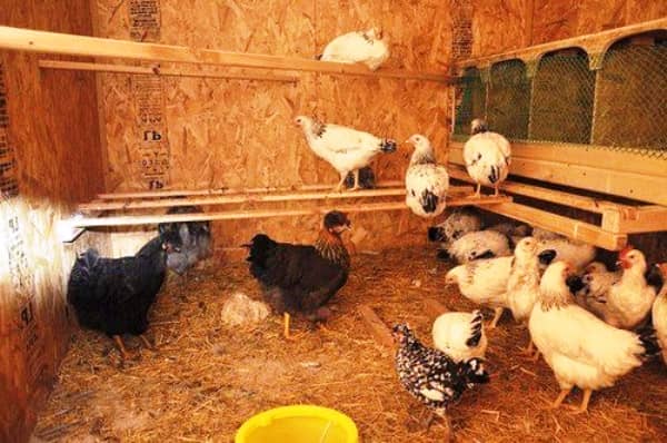 Курятник на 10 кур своими руками чертежи с размерами Курятник на 10 кур своими руками чертежи с размерами
