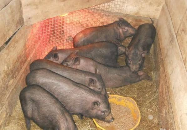 Чем кормят вьетнамских свиней в домашних условиях Чем кормят вьетнамских свиней в домашних условиях