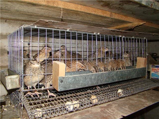 Выращивание кур несушек в гараже 47