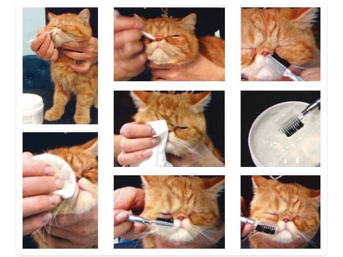Уход за глазами и ушами кошки Уход за глазами и ушами кошки