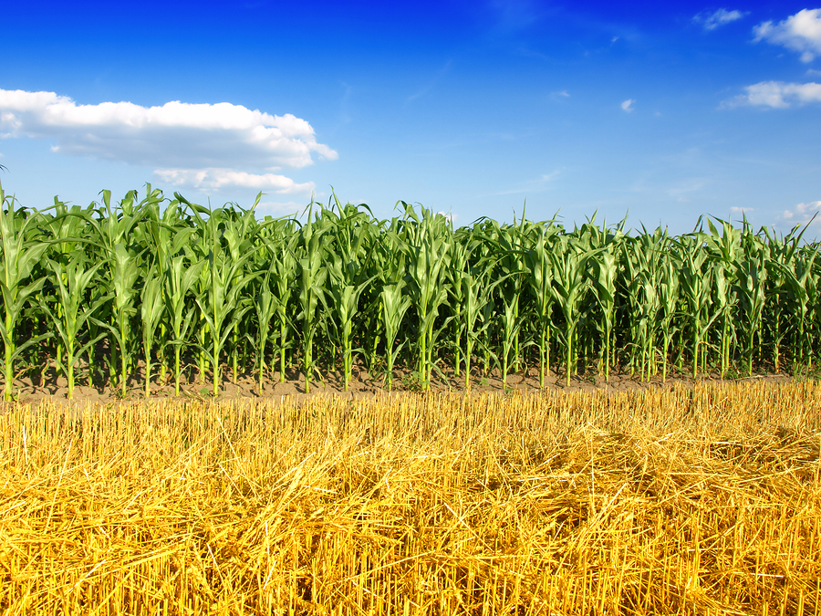 af6b252920657080406a7a01ddcb6778 Пшеничний трипс ( 10 фото ): поріг шкідливості на озимій пшениці, заходи боротьби, особливості розвитку личинок