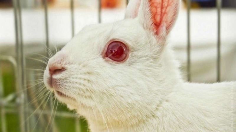 bolezni glaz u krolikov prichiny simptomy i lechenie 7f6a6c0 Хвороби очей у кроликів: причини, симптоми і лікування
