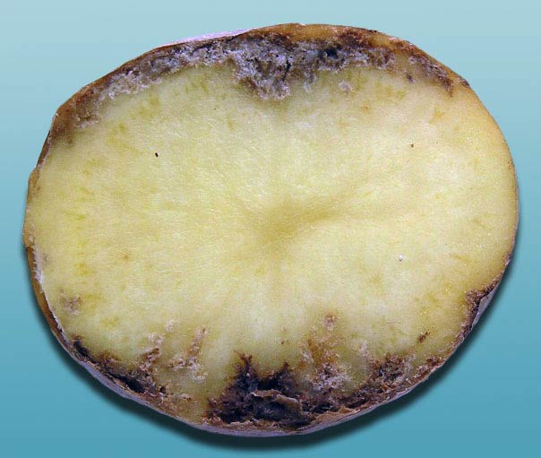 c829d70355dd741cc8176d27c4d072fa Нематода картоплі (25 фото): опис і лікування картопляної золотистої нематоди і інших видів хвороби, ознаки ураження