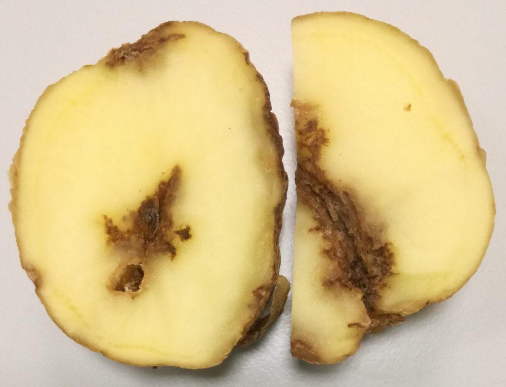 df73aefd831e91307606c480bf0985af Нематода картоплі (25 фото): опис і лікування картопляної золотистої нематоди і інших видів хвороби, ознаки ураження