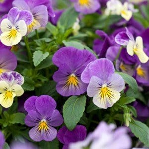 2f91d59436f70a66417d4355a054ad08 12 назв красивих квітів фіолетового кольору.