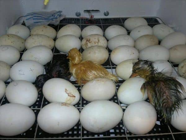 02816469125fe4d6d507af06158e34db Скільки днів качка сидить на яйцях: огляд і фото