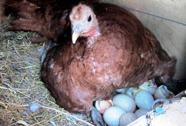 029b60c841d519ff728d86389496d273 Скільки індичка сидить на яйцях   поради птахівників