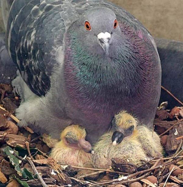 234a692d63cfbc42826a44d71eb96d1b Інформація про те, коли і скільки днів голуби висиджують яйця і як вони виглядають