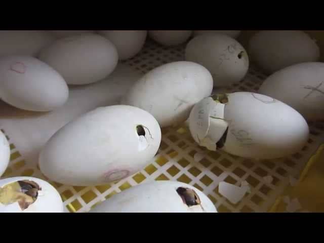2947c4a6ff58e7424d49a14a7dc43319 Таблиця температури в інкубаторі для качиних яєць і тонкощі виведення пташенят