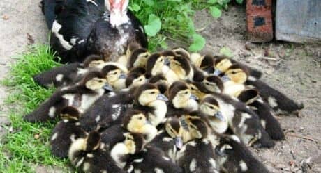 Скільки днів індокачка висиджує яйця: огляд і відео