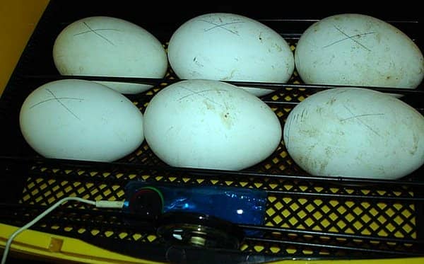 403675359093588a72201f6a4100f543 Температура в інкубаторі для гусячих яєць: зберігання й охолодження
