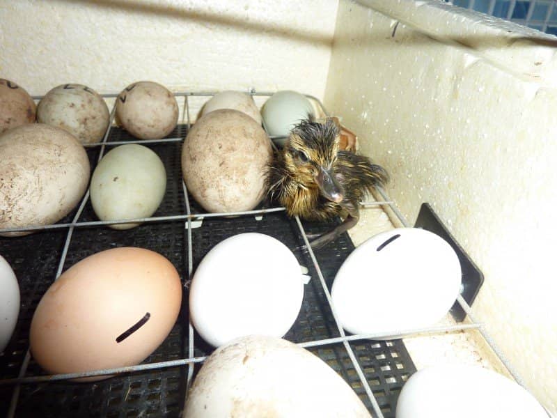 6b7ab9f205509385aee91f47d4ef9aac Таблиця температури в інкубаторі для качиних яєць і тонкощі виведення пташенят
