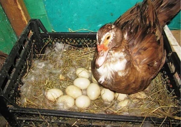 75e26b4dd7e9fb46f7c0280eea19a6fb Скільки днів качка сидить на яйцях: огляд і фото