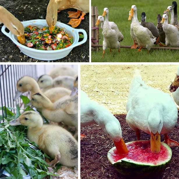 77c3ed8cc4c73a9d9733ec98d61bb1cf Чим годувати качок в домашніх умовах: дозволені і заборонені продукти