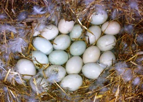 8d93234ee379b2797a66ac83879bd45c Скільки днів качка сидить на яйцях: огляд і фото