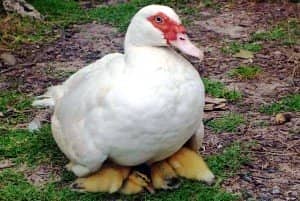a0b58672ee80b78df026e15a70d864d4 Скільки качки сидять на яйцях: мускусні, пекінські та інші