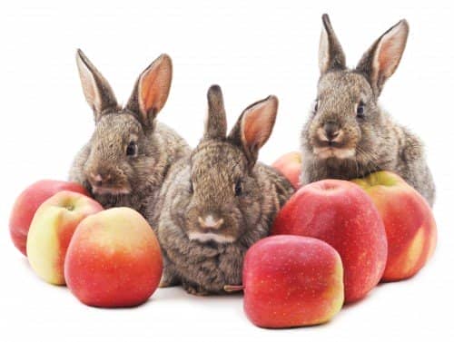 ac0dfc4b310881c11ffd863d2133aa9c Чи можна давати яблука кроликам ?