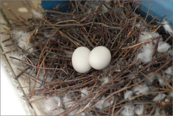 c356165bee9ac6fb3c605adac21bca74 Інформація про те, коли і скільки днів голуби висиджують яйця і як вони виглядають