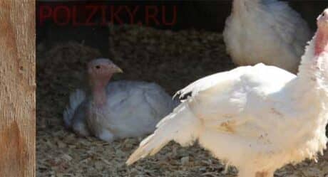 Скільки сидить індичка на яйцях