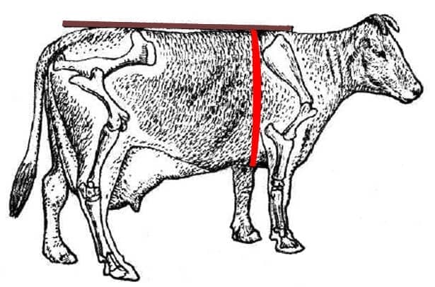 e6de19f02ac9aac084937cdbdfbc71c2 Скільки в середньому важить корова? Таблиці вимірювання ваги ВРХ