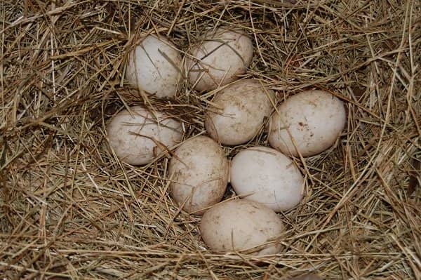 e87c263d5700723405829e4fa0642dac Скільки днів качка сидить на яйцях: огляд і фото