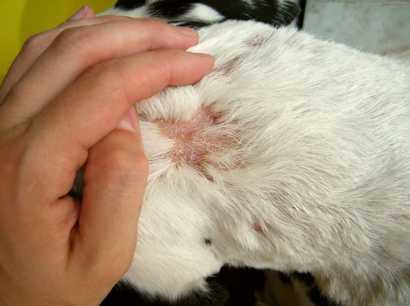 16e0ece542425b8cdf35dbe4c4831c9d Короста у собак — причини виникнення і методи лікування