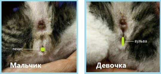 1c7a9110528c6017b939b46023d6f15e Як визначити стать кошеня. 5 ефективних методів з фото як відрізнити кота від кішки