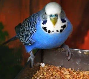 97eb0c56aabf8f130c56c1ede0237ec0 Поради, чим можна годувати папугу хвилястого в домашніх умовах. Рекомендовані корми