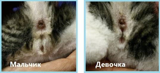 9e737cd2bcb2e2b67c70267673267738 Як визначити стать кошеня. 5 ефективних методів з фото як відрізнити кота від кішки
