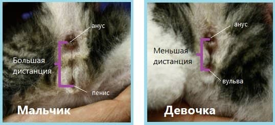 c27ba05d647d4b28eecec59baa238dd2 Як визначити стать кошеня. 5 ефективних методів з фото як відрізнити кота від кішки