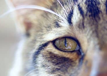 df1b7060acd2891a9f1653d52796d1b3 Чому у кішки сльозяться очі, закисають і гнояться очі: причини і лікування, як протирати