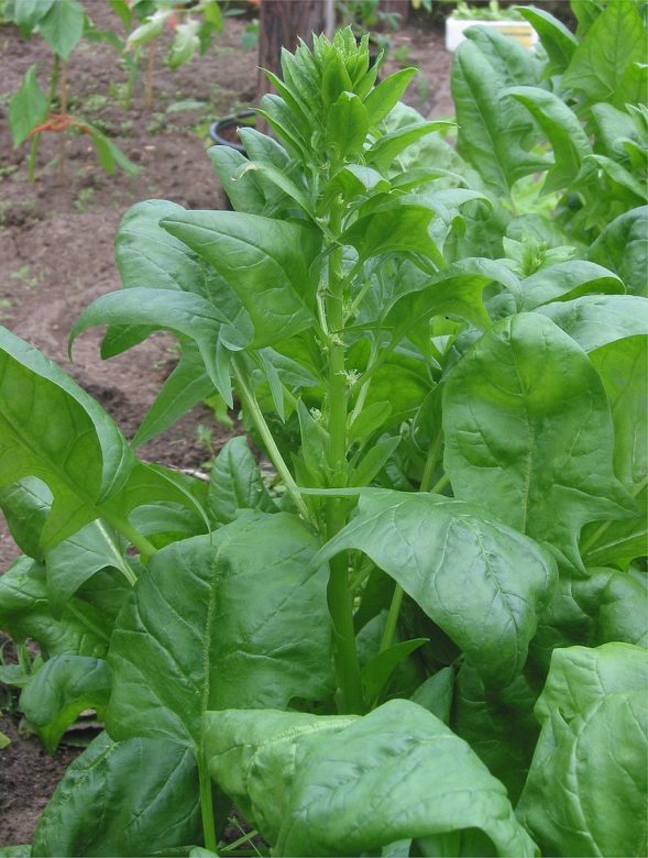 kak rastet shpinat vyrashhivanie i uhod v otkrytom grunte e2d49c3 Як росте шпинат: вирощування і догляд у відкритому грунті