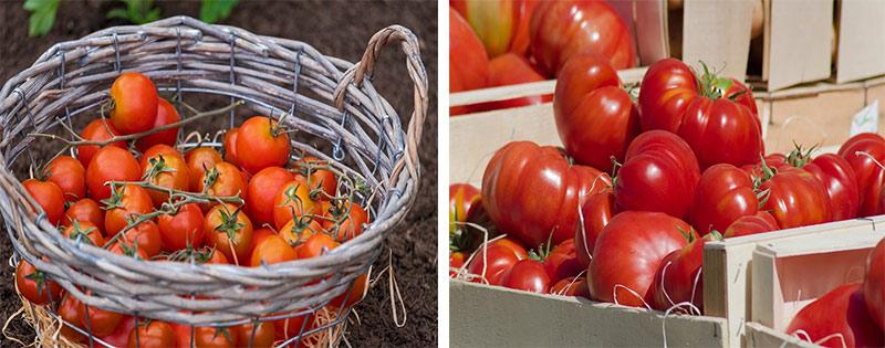 pravila hranenija pomidorov na zimu aa36bda Правила зберігання помідорів на зиму