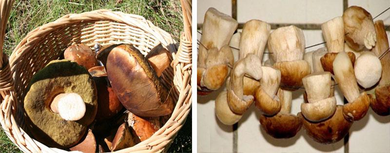 process sushki belyh gribov v domashnih uslovijah 4c33749 Процес сушки білих грибів в домашніх умовах