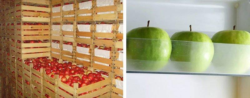 sohranenie jablok v domashnih uslovijah 74514bc Збереження яблук в домашніх умовах
