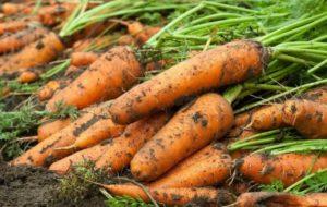 sohranenie morkovi v domashnih uslovijah d65b5ef Збереження моркви в домашніх умовах