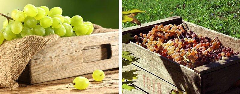 sposoby i osobennosti hranenija vinograda 82338b2 Способи та особливості зберігання винограду
