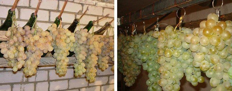 sposoby i osobennosti hranenija vinograda 95bb7b8 Способи та особливості зберігання винограду