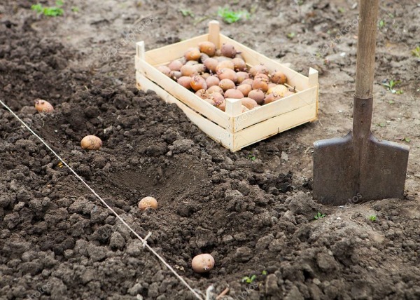 Сприятливі дні для посадки картоплі в 2021 році