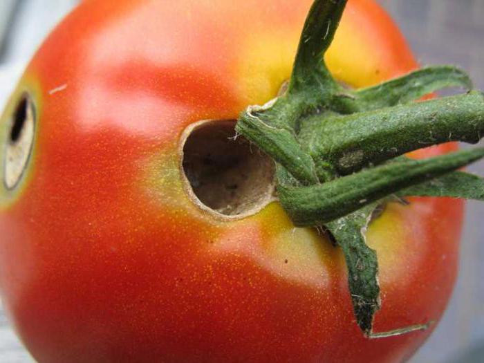 1be59262df679be592bd44adb226d9b1 Гусениці на помідорах: як позбутися від зелених гусениць на томатах? Як боротися в теплиці і в відкритому грунті? Народні засоби та інші методи боротьби