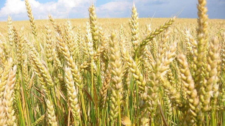 29c4fe36dcc34244617f1db4cc53cb7c Пшеничний трипс ( 10 фото ): поріг шкідливості на озимій пшениці, заходи боротьби, особливості розвитку личинок