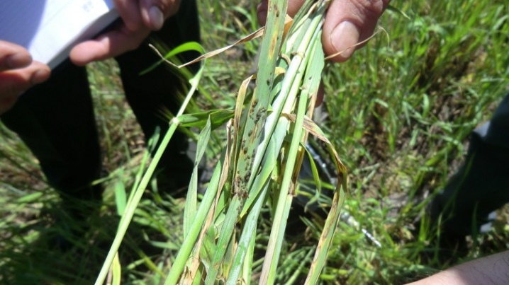 804ff5ad4570028a7ee715cfe880bd33 Пшеничний трипс ( 10 фото ): поріг шкідливості на озимій пшениці, заходи боротьби, особливості розвитку личинок