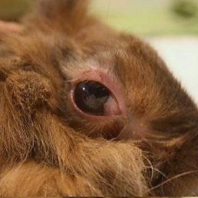 bolezni glaz u krolikov prichiny simptomy i lechenie 1a80601 Хвороби очей у кроликів: причини, симптоми і лікування