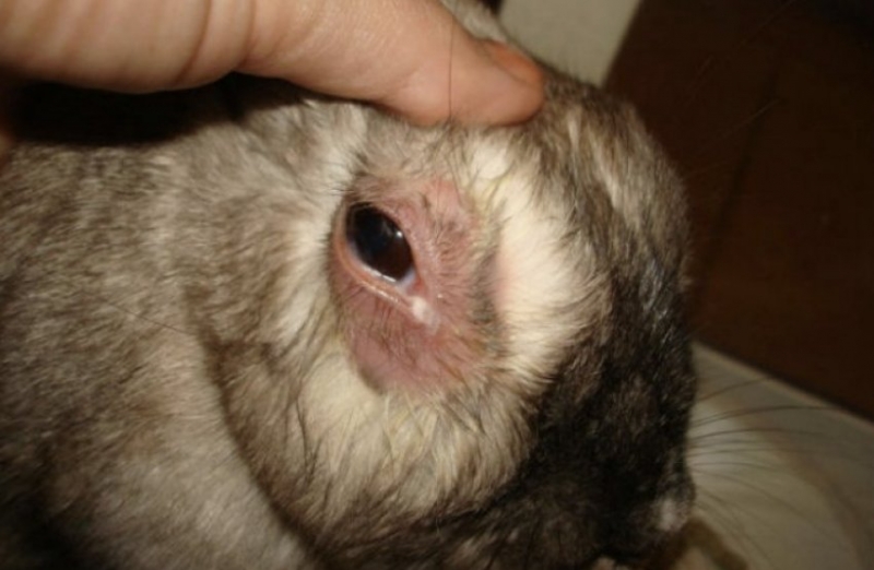 bolezni glaz u krolikov prichiny simptomy i lechenie 5bc4259 Хвороби очей у кроликів: причини, симптоми і лікування