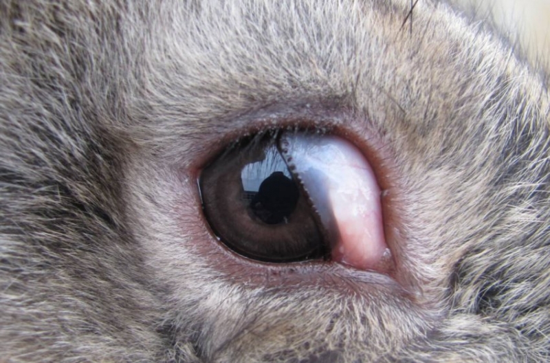 bolezni glaz u krolikov prichiny simptomy i lechenie 66edcca Хвороби очей у кроликів: причини, симптоми і лікування