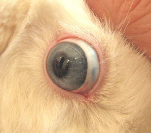 bolezni glaz u krolikov prichiny simptomy i lechenie 75143ff Хвороби очей у кроликів: причини, симптоми і лікування