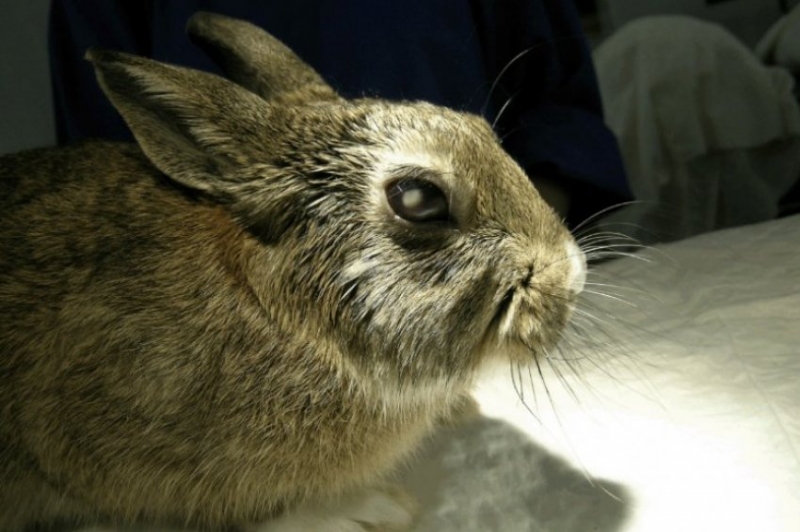 bolezni glaz u krolikov prichiny simptomy i lechenie 843247e Хвороби очей у кроликів: причини, симптоми і лікування